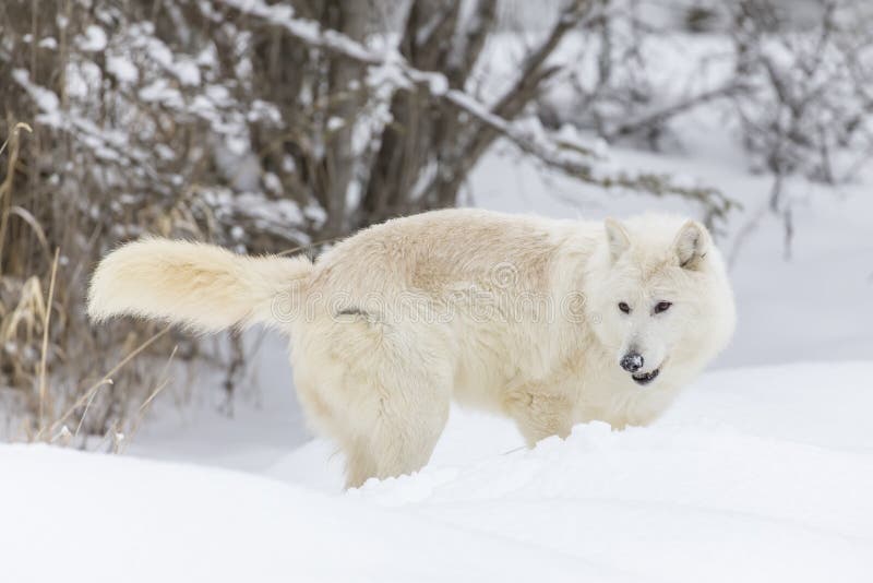 Artic Wolf in the Snow stock photo. Image of grey, animals - 92378478