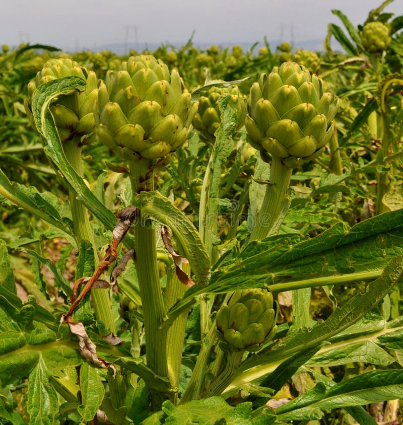 Artichoke Field