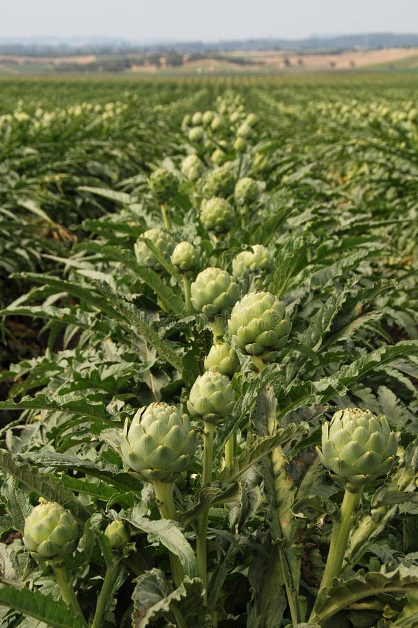 Artichoke fields stock photo. Image of green, organic 5790904