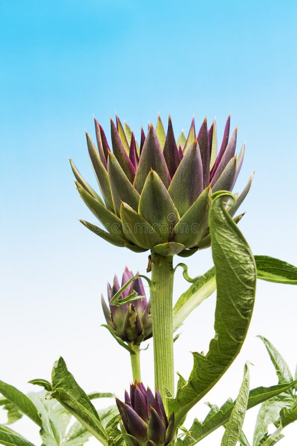Artichoke Flowers Against Blue Cloudless Summer Sky Stock Photo Image