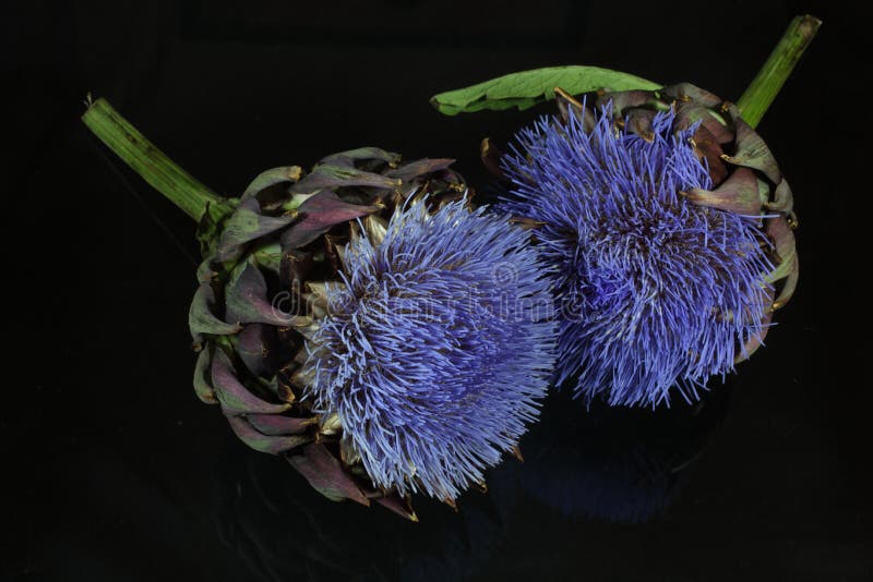 Artichoke flowers stock photo. Image of health, blue 58724608