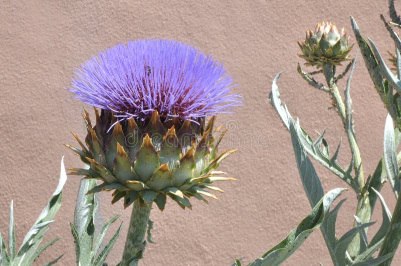 Blooming Artichoke stock photo. Image of cynara, thistle 129552164