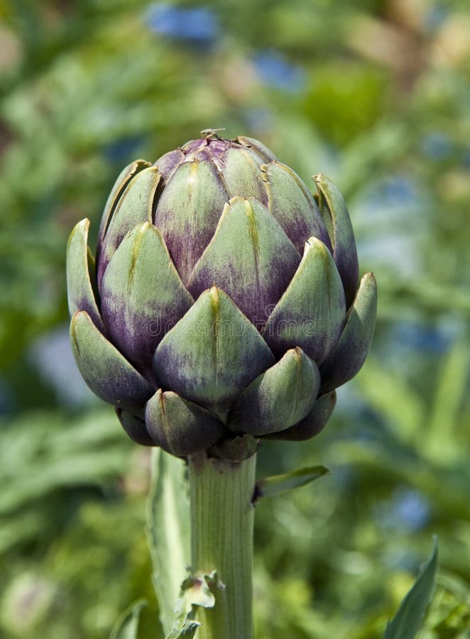 Artichoke Plant with Purple Flower Stock Photo Image of food, purple