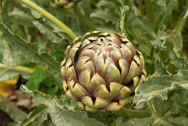 Artichoke stock photo. Image of nutrition, globe, artichoke 61239800