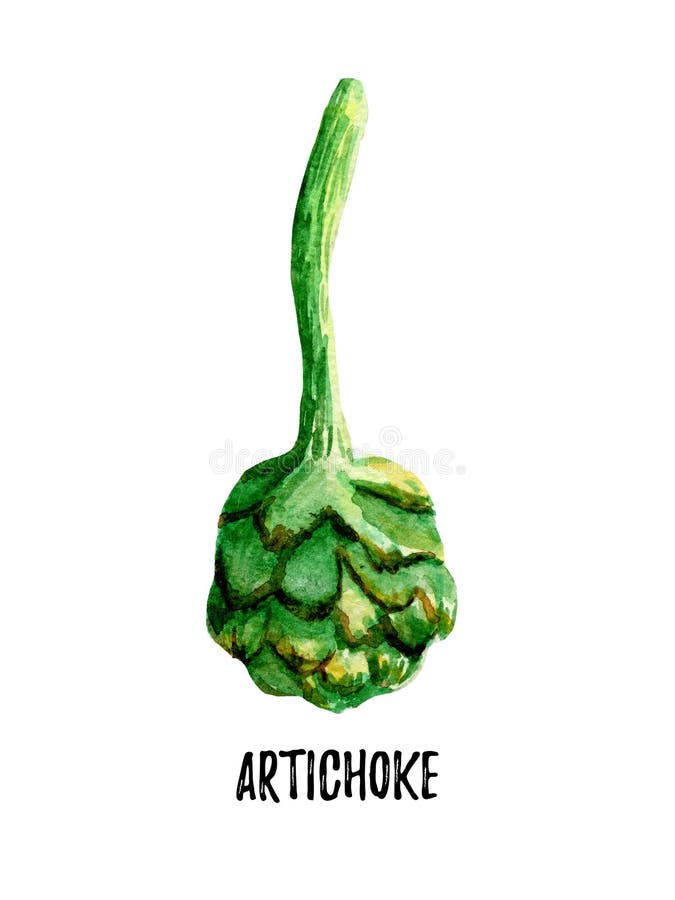 Watercolor Artichoke Hand Painted Stock Illustration Illustration
