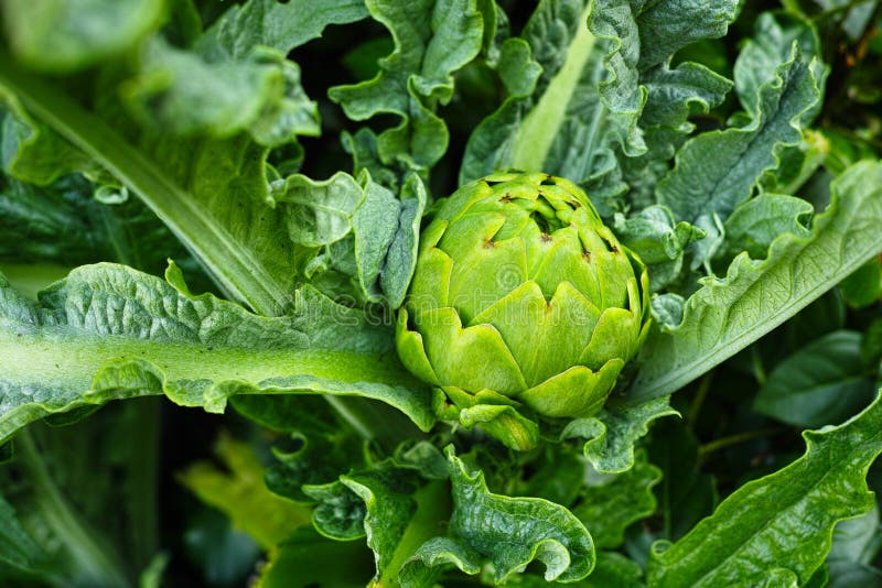 Artichoke plant stock photo. Image of california, edible 71512872