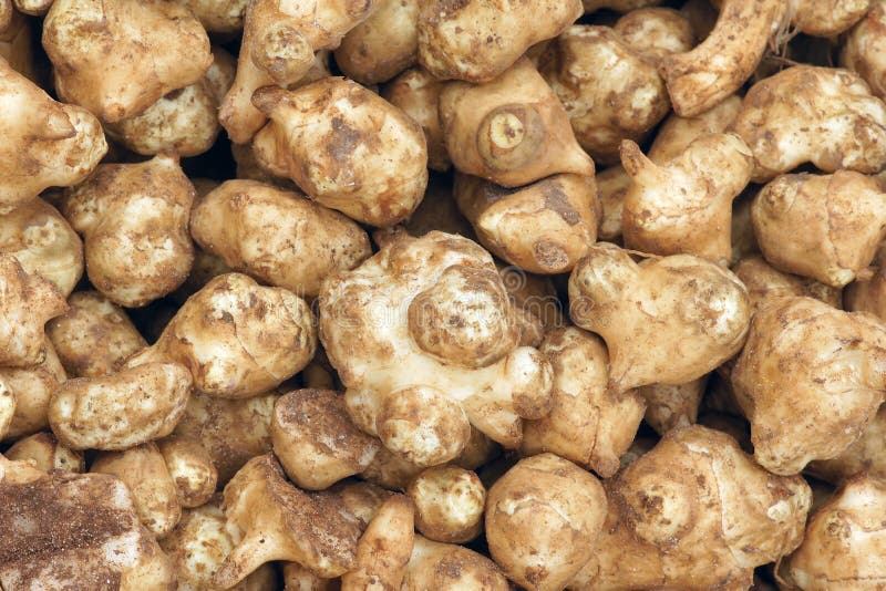 Artichoke roots stock photo. Image of natural, greenstuffs 27328170