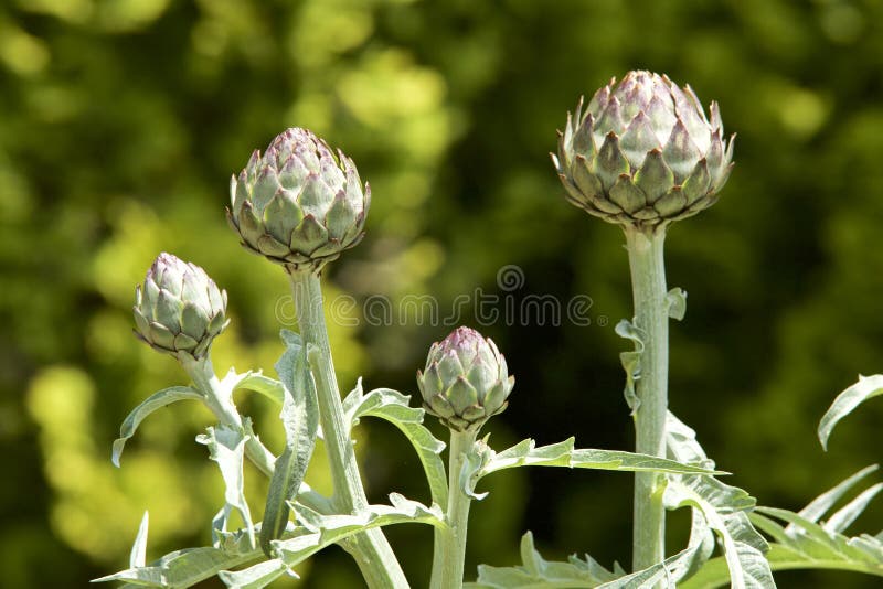 Artichoke`s bud stock photo. Image of globe, herbs, produce 94174404