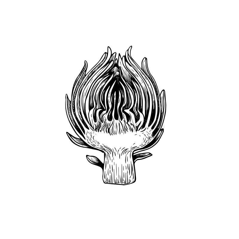Artichoke-sketstil. halva blomman. Handritad illustration av en färsk produkt från en ekologisk odling. detaljerad ritning. örtkry stock illustrationer