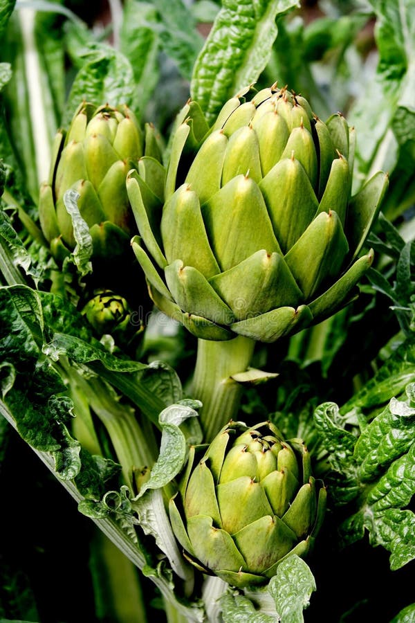 Artichokes stock photo. Image of close, ranch, produce 82364128