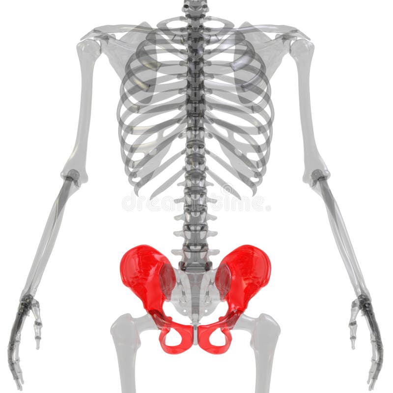 Articolazioni Ossee Dell'anca Del Sistema Osseo Umano Anatomia 3d