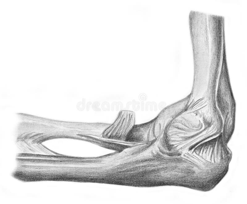 Articulation Of The Elbow Skeleton Royalty Free Stock Images Image 16020899