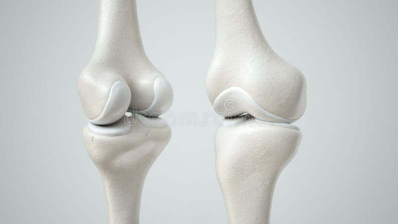 Articulação do joelho com rendição 3D saudável da cartilagem, a dianteira e a back-