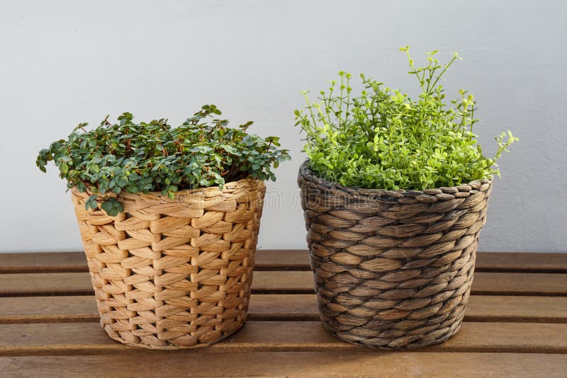 Artificial Fake Plant Versus Real House Plant Stock Photo Image of