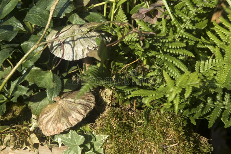 112 Covent Garden Flowers Stock Photos Free & RoyaltyFree Stock