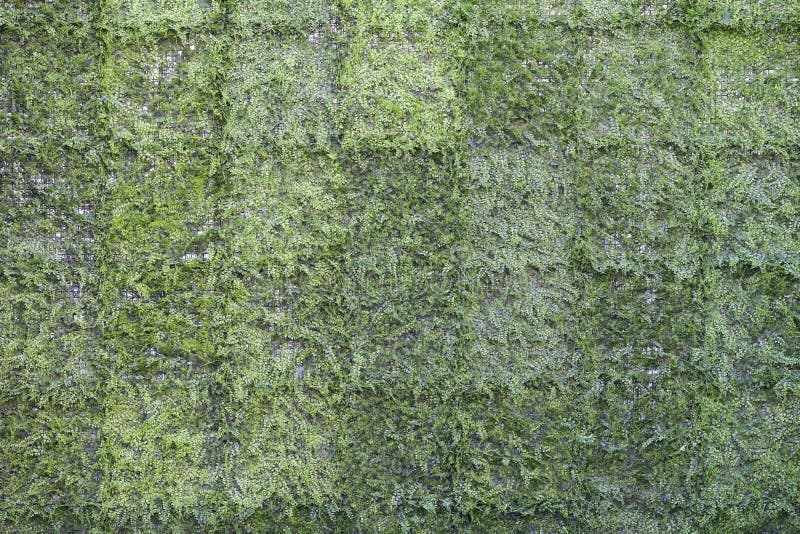 1,920 Artificial Grass Pattern Wall Stock Photos Free & RoyaltyFree