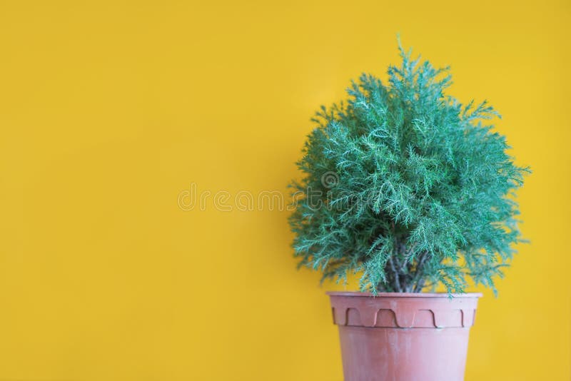 Artificial green plant with yellow wall, vintage style with sel stock photos Artificial green plant with yellow wall, vintage style with sel stock photos