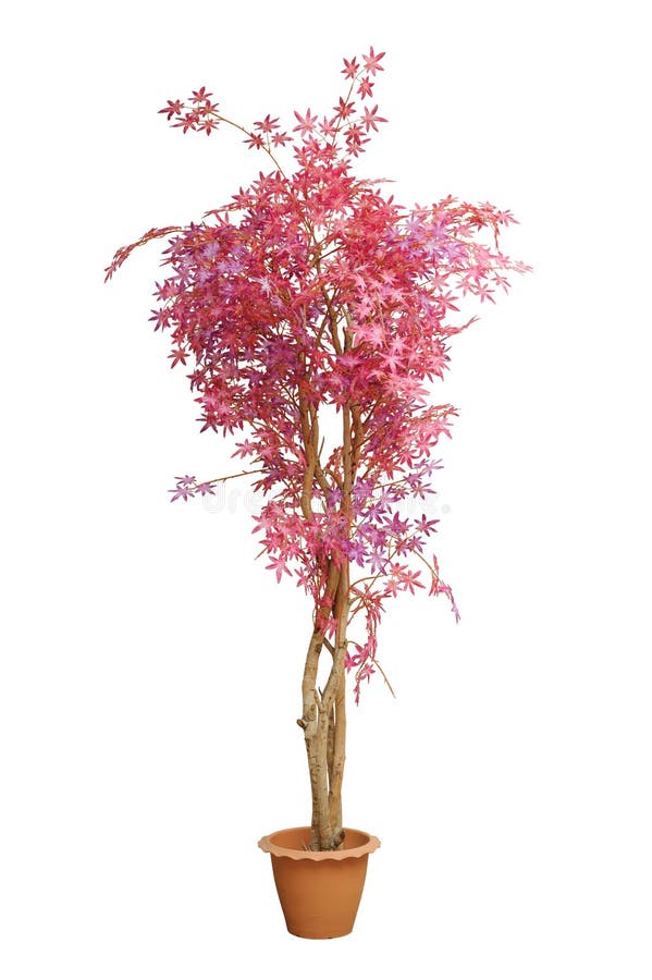 Artificial Japanese Red Maple Branches Tree Stock Image Image Of Decorative Nature 115559713
