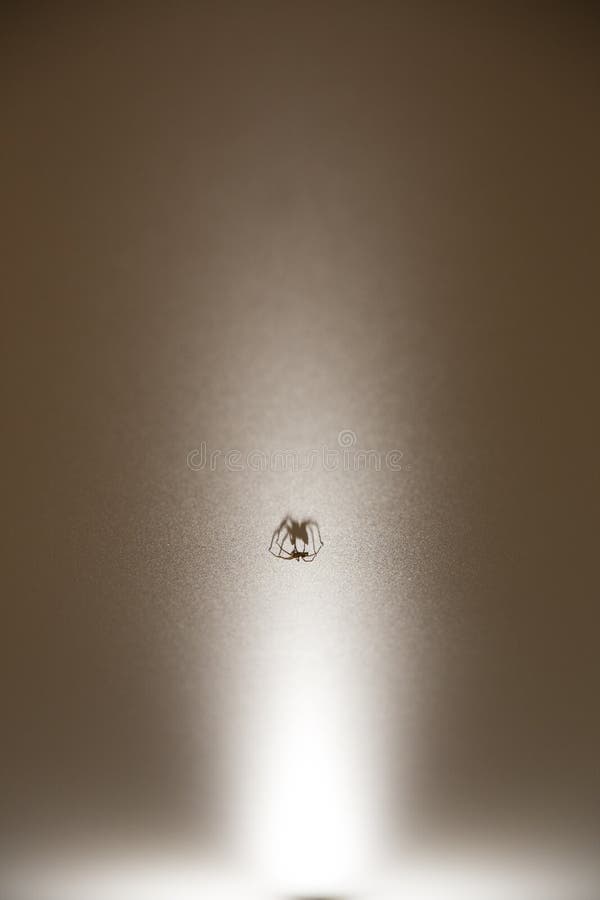 Shadow Spider Stock Photos Download 1 316 Royalty Free Photos