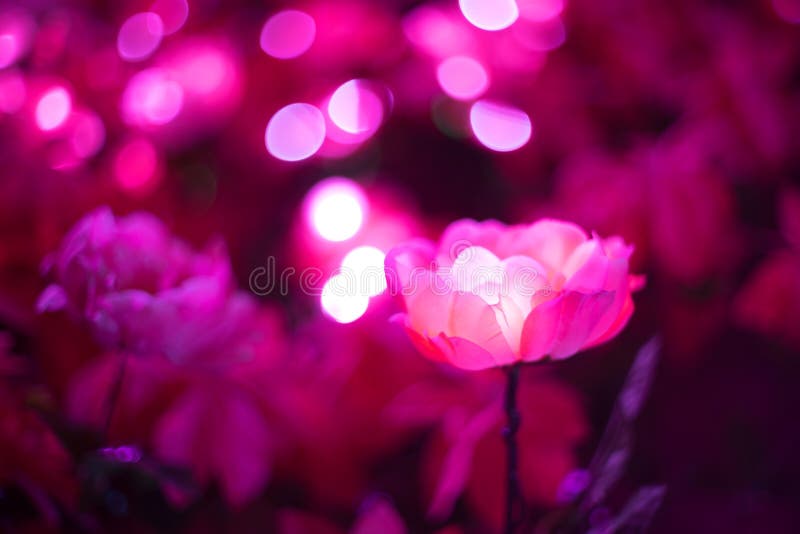 Artificial Pink Flower Has Led Light in it. Stock Photo Image of