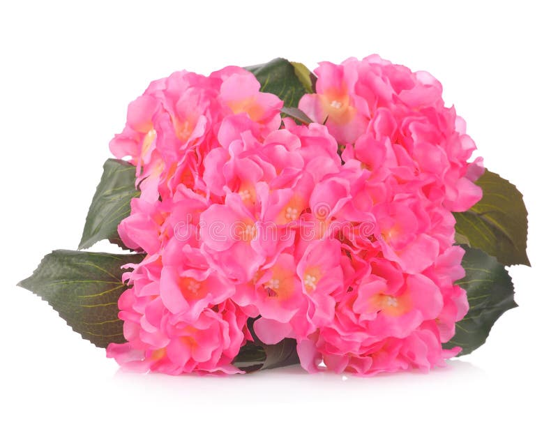 Artificial Pink Hydrangea Flowers Isolated on White Background Stock
