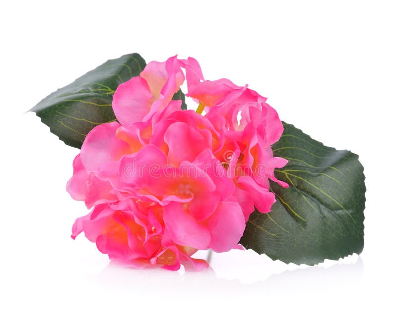 Artificial Pink Hydrangea Flowers Isolated on White Background Stock