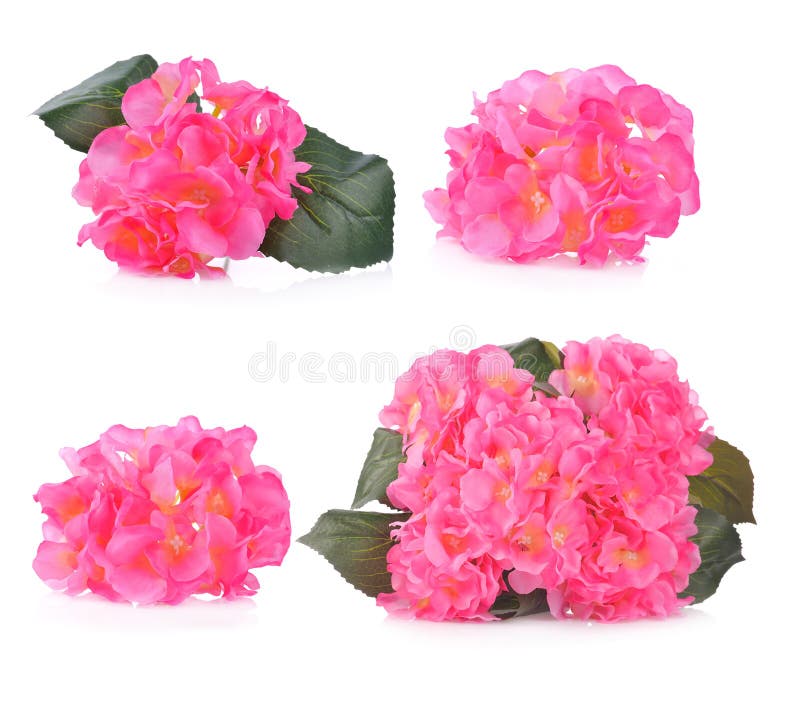 Artificial Pink Hydrangea Flowers Isolated on White Background Stock