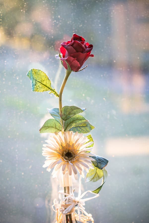 Artificial Red Rose in a Vase Stock Photo Image of backdrop, romantic