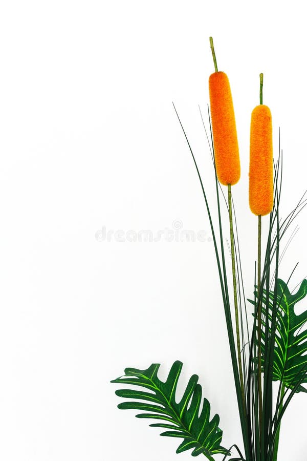 Artificial reeds and cattail plant Isolated on white background