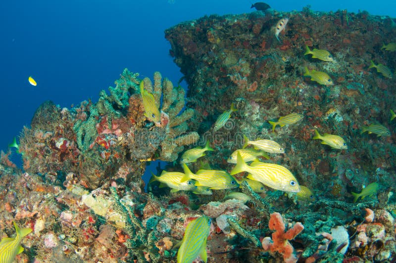 Artificial Reef-Berry Patch