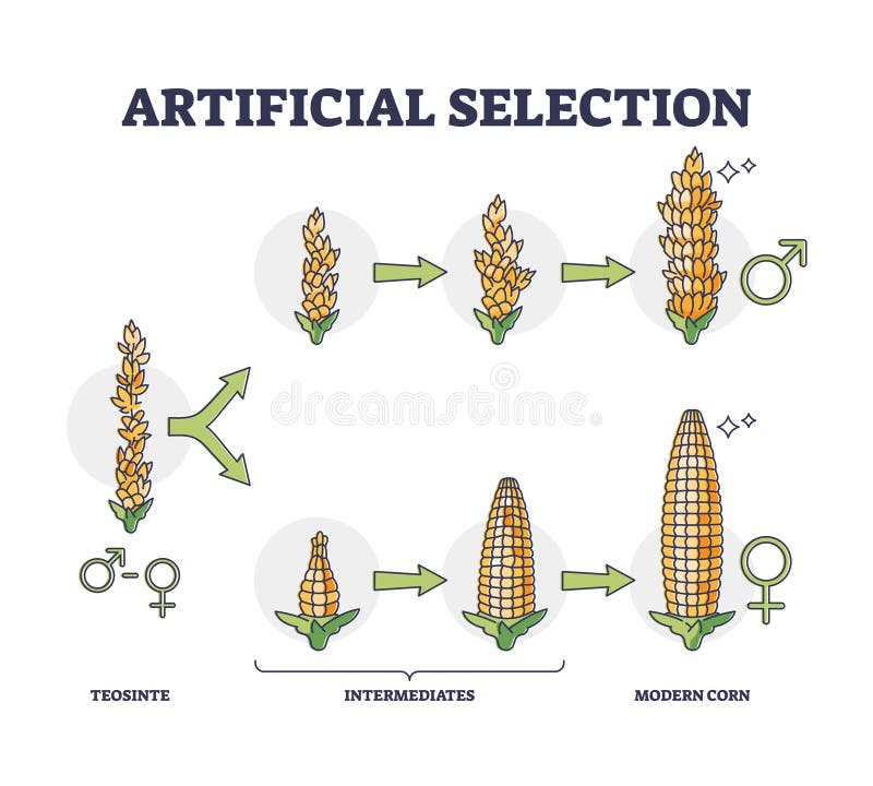 Selective manipulation stock illustrations 25 selective manipulation