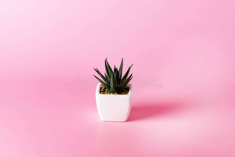 Artificial Succulent Plant in White Ceramic Pot on Pink Background