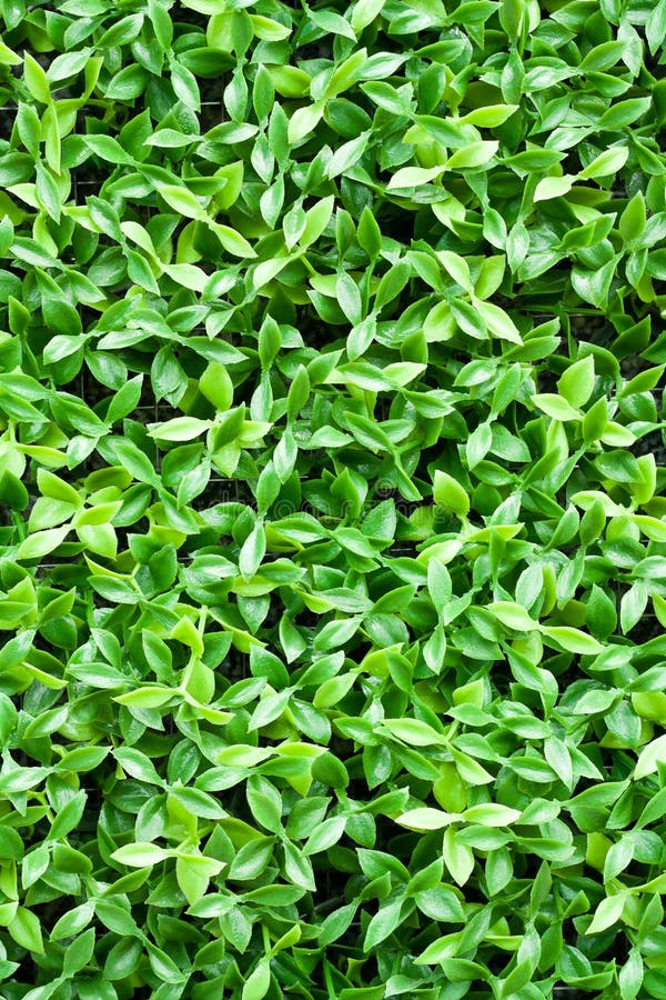 1+ Artificial tiny green leaves texture Free Stock Photos - StockFreeImages