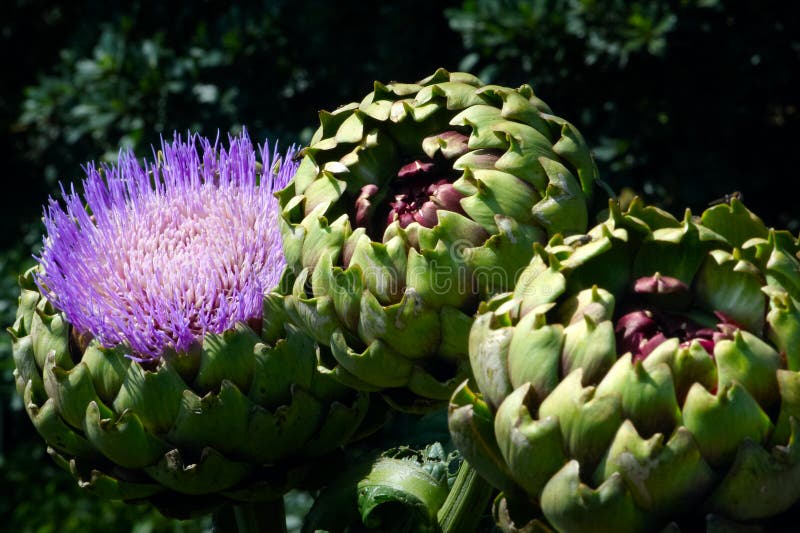 Artischocken-Anlage Mit Purpurroter Blume Stockfoto - Bild von wachsen ...
