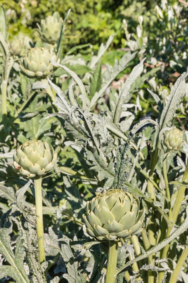 Artischocken, Die Im Garten Wachsen Stockbild Bild von