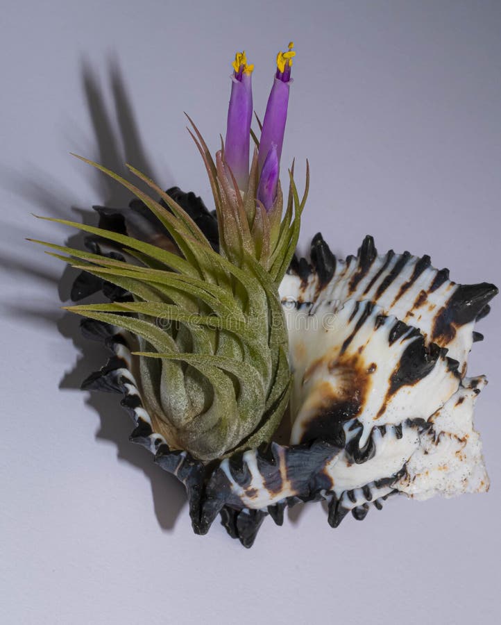 Blooming Blushing Bride Bromeliad in a Black and White Conch Shell royalty free stock photography