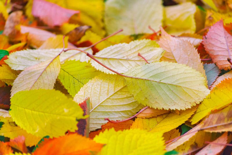 Artistic colorful cherry autumn season leaves stock photo Artistic colorful cherry autumn season leaves stock photo