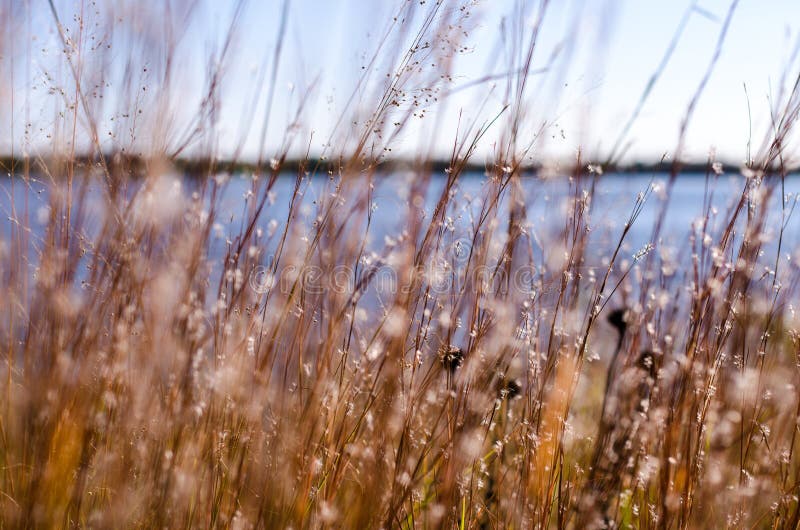 Artistic focus view of dead grasses, reeds and wildflowers. Lake in background