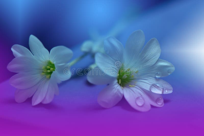 Art Abstract Summer Floral   Blue Nature  ,  Stock Photo - Image  of delicate, abstract: 113814844