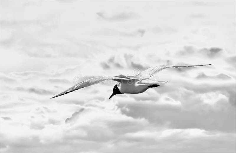 Artistic photo of wild bird flying in heavens