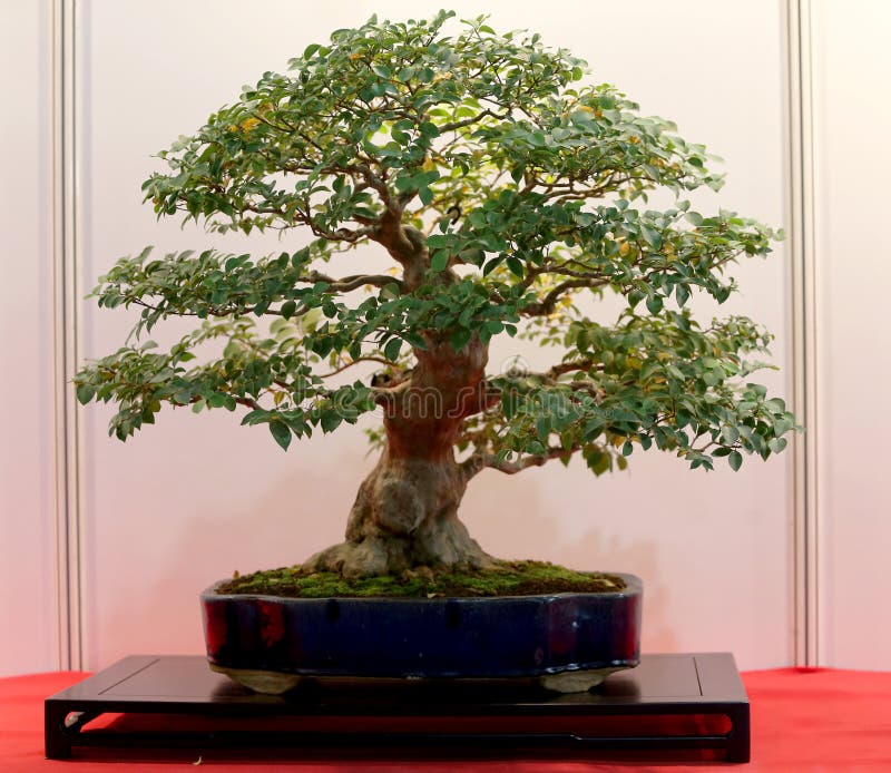 Artistic Potted Bonsai Tree in Flower Pot Stock Photo Image of