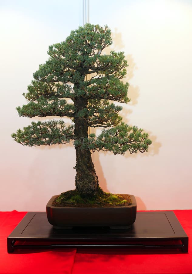 Artistic Potted Bonsai Tree in Flower Pot Stock Image Image of