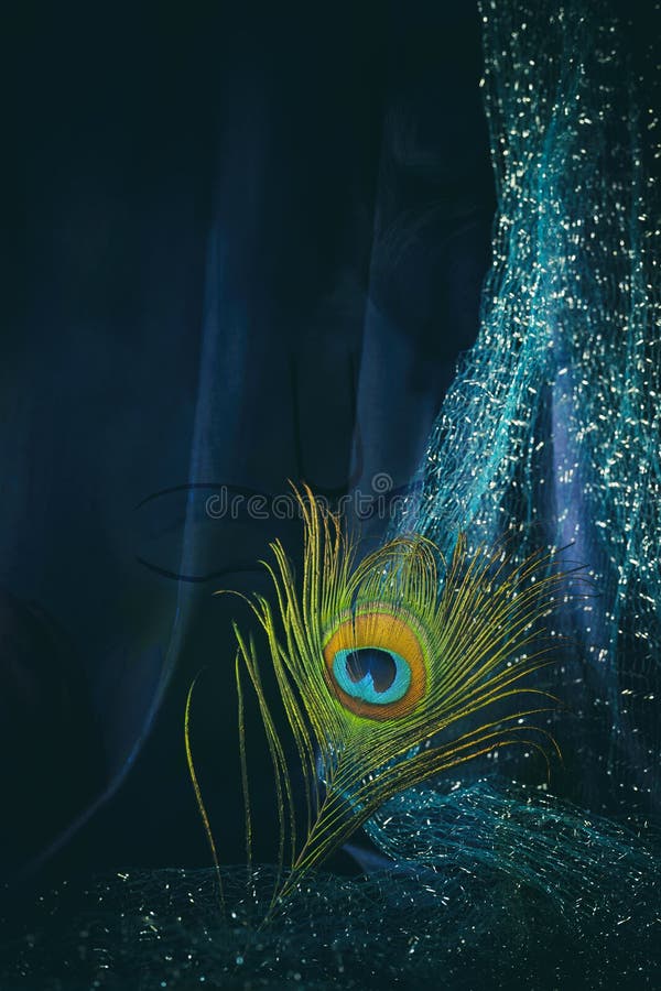 Artistic Still Life of Peacock Feather with Blue Background Stock Photo -  Image of life, peacock: 260433708
