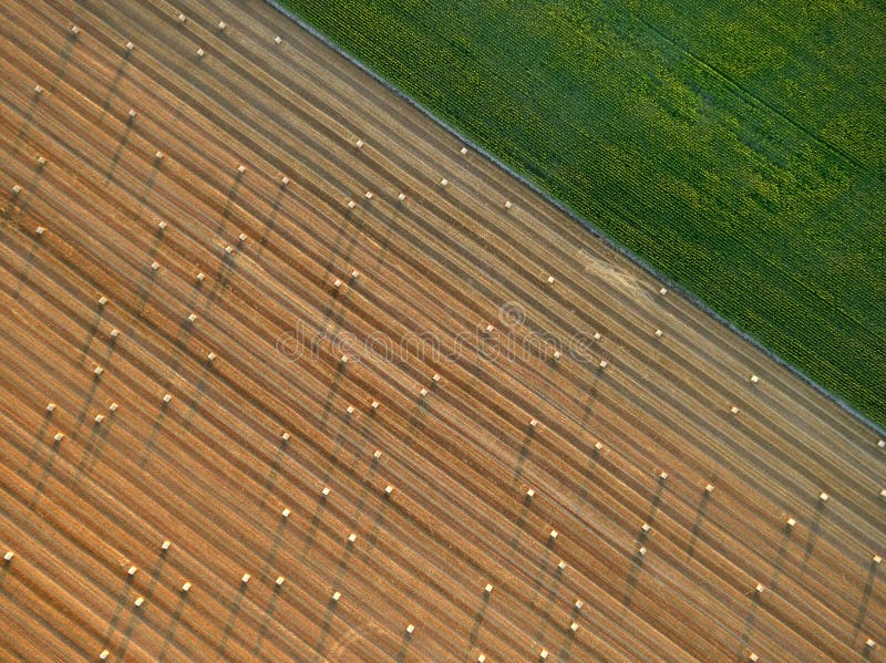 Artistic view from above on a field with straw bales diagonaly divided by green corn field. Czech agriculture. Harvesting grain