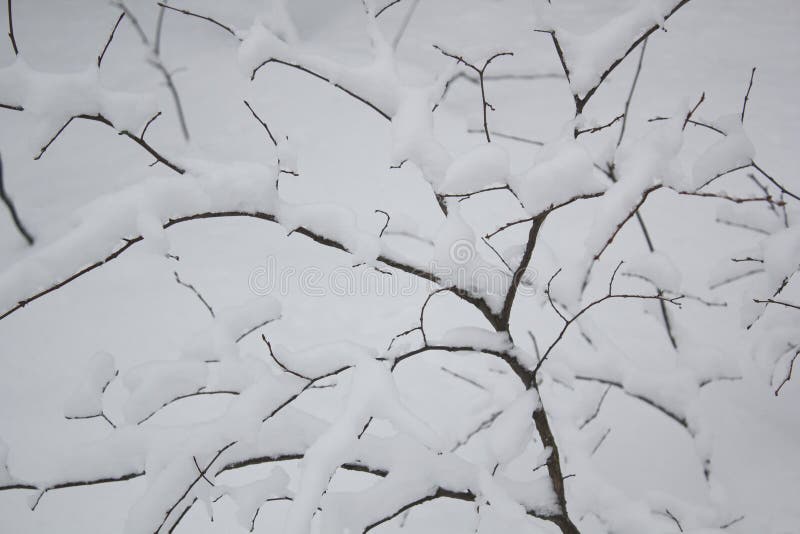 Artistic winter landscape with forest, trees covered snow. Winterly abstract black and white image royalty free stock photography