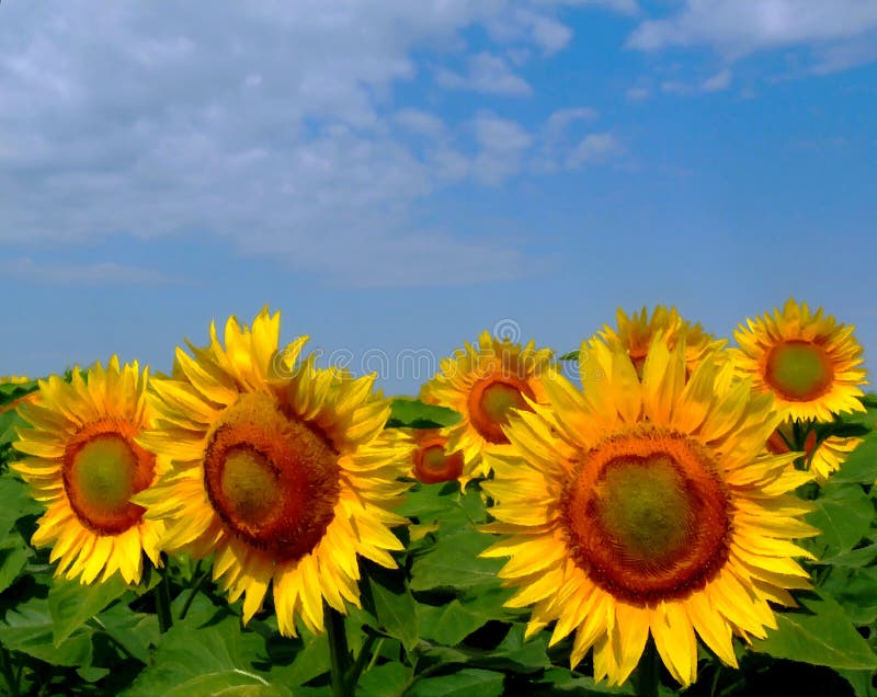 Artistieke gele zonnebloemen onder blauwe hemel in olieverf-stijl stock afbeelding Artistieke gele zonnebloemen onder blauwe hemel in olieverf-stijl stock afbeelding