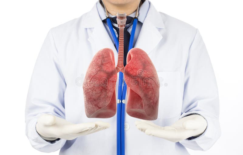 Doctor show respiratory of lung , lungs disease , 3D concept. Doctor show respiratory of lung , lungs disease , 3D concept