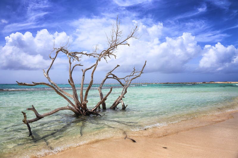 Aruba: Babystrand stock afbeeldingen Aruba: Babystrand stock afbeeldingen