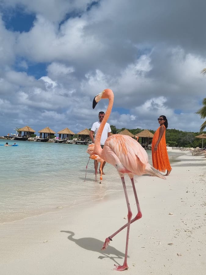 Aruba Beach with Pink Flamingos at the Beach, Flamingo at the Beach in ...