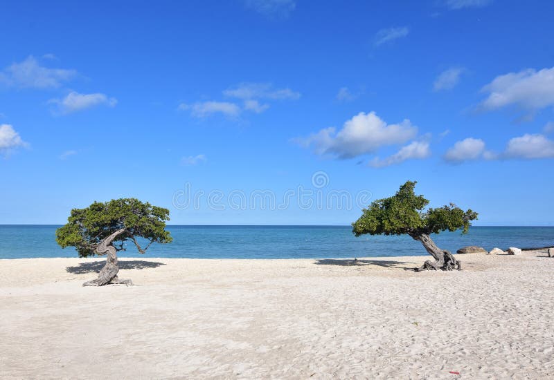 Aruba Divi Trees on the Beach in Aruba